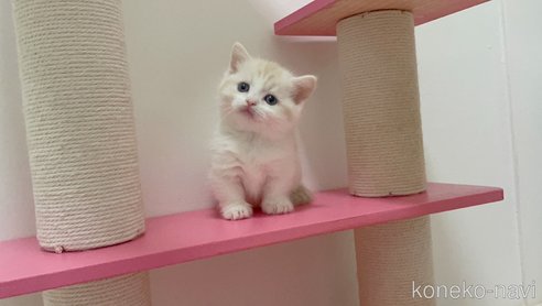 成約済の福岡県のマンチカン(短足)-68826の1枚目