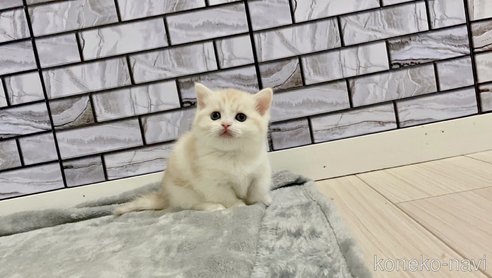 成約済の福岡県のマンチカン(短足)-68826の3枚目