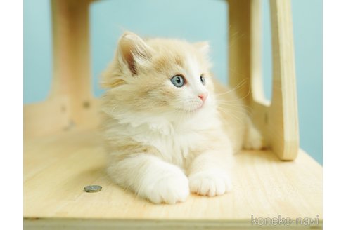 成約済の千葉県のノルウェージャンフォレストキャット-68887の3枚目