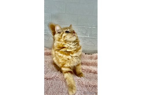 成約済の埼玉県のスコティッシュフォールド-65686の2枚目