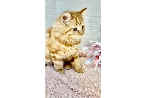 成約済の埼玉県のスコティッシュフォールド-65686の3枚目