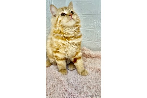 成約済の埼玉県のスコティッシュフォールド-65686の4枚目