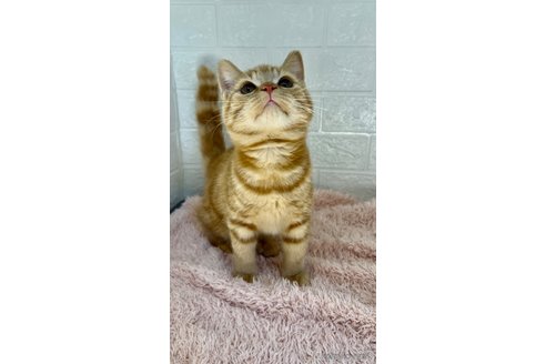 成約済の埼玉県のスコティッシュフォールド-65688の7枚目