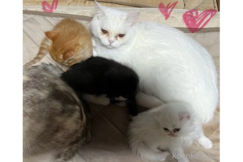 成約済の埼玉県のミックス-62513の36枚目
