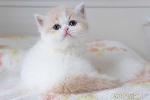 成約済の東京都のエキゾチックショートヘア-68159の4枚目