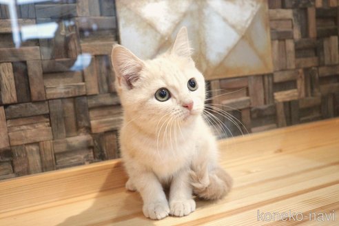 成約済の大阪府のマンチカン-67758の16枚目