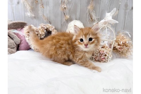 成約済の大阪府のサイベリアン-67827の4枚目