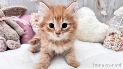 成約済の大阪府のサイベリアン-67827の3枚目