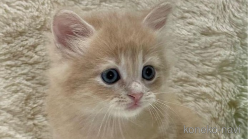 成約済の埼玉県のサイベリアン-68254の1枚目