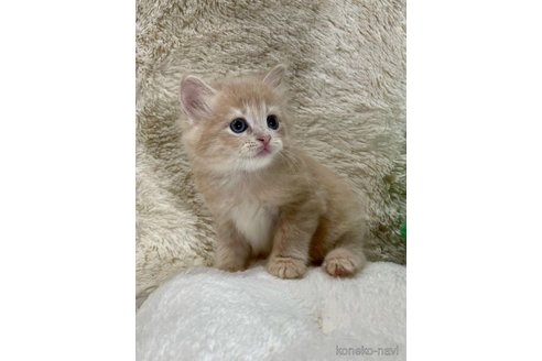 成約済の埼玉県のサイベリアン-68254の3枚目