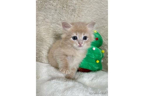 成約済の埼玉県のサイベリアン-68254の2枚目