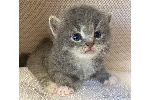 成約済の埼玉県のサイベリアン-68094の4枚目