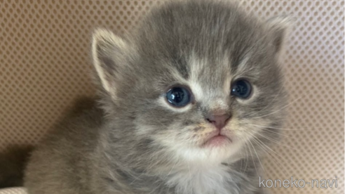 成約済の埼玉県のサイベリアン-68094の3枚目