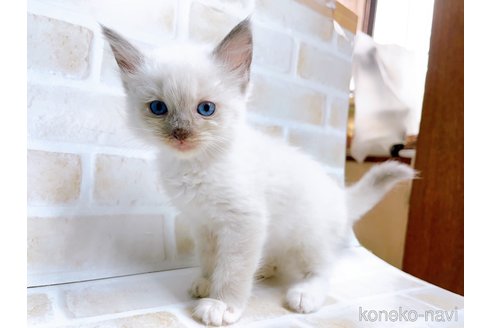 成約済の東京都のラグドール-69061の1枚目