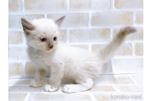 成約済の東京都のラグドール-69061の2枚目