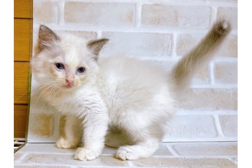 成約済の東京都のラグドール-69063の9枚目