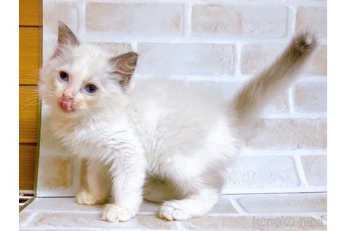 成約済の東京都のラグドール-69063の10枚目