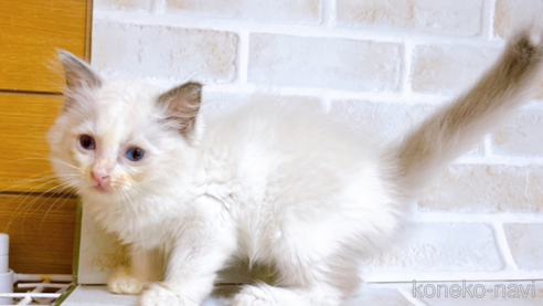 成約済の東京都のラグドール-69063の7枚目