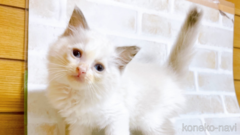 成約済の東京都のラグドール-69063の6枚目