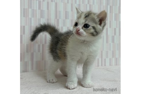成約済の千葉県のスコティッシュフォールド-69071の2枚目