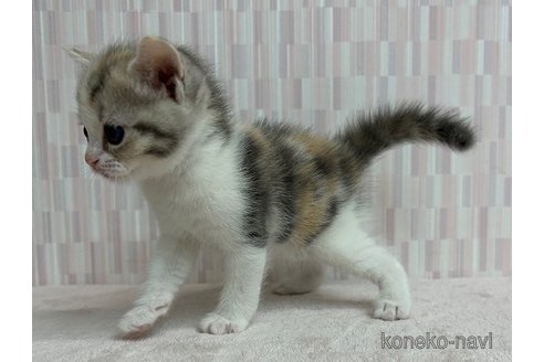 成約済の千葉県のスコティッシュフォールド-69071の3枚目