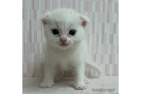 成約済の千葉県のスコティッシュフォールド(折れ耳)-69088の2枚目