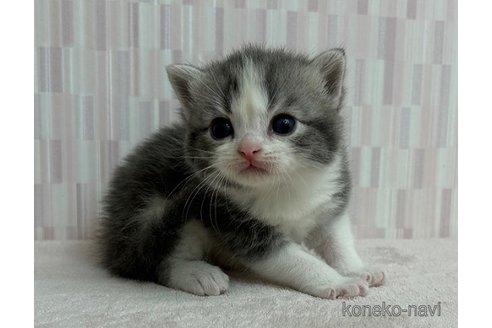 成約済の千葉県のスコティッシュフォールド-69090の2枚目