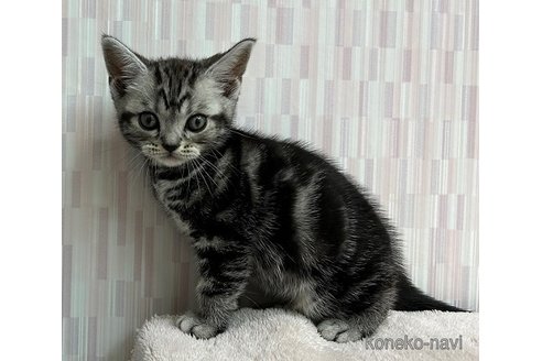 成約済の千葉県のアメリカンショートヘア-69096の1枚目