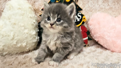 成約済の埼玉県のサイベリアン-68094の2枚目