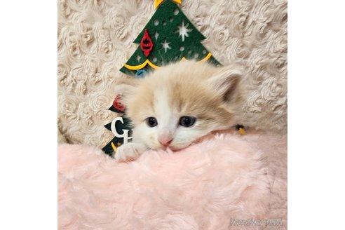 成約済の埼玉県のサイベリアン-68163の6枚目