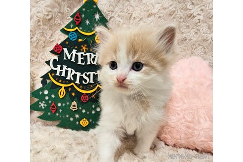 成約済の埼玉県のサイベリアン-68163の5枚目