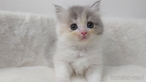 成約済の埼玉県のサイベリアン-68857の2枚目