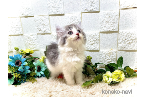 成約済の埼玉県のスコティッシュフォールド-69140の4枚目