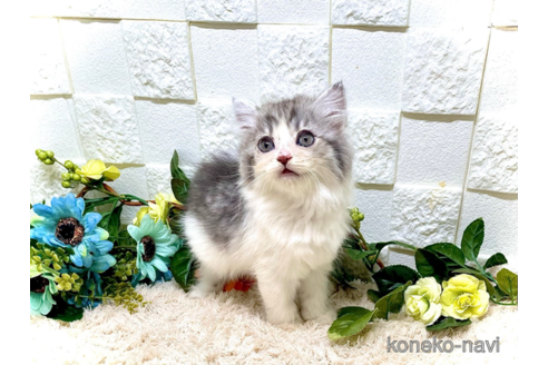 成約済の埼玉県のスコティッシュフォールド-69140の3枚目