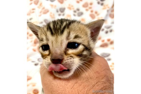 成約済の静岡県のベンガル-68710の31枚目