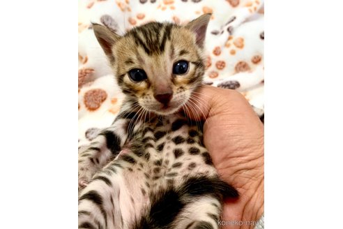 成約済の静岡県のベンガル-68710の28枚目