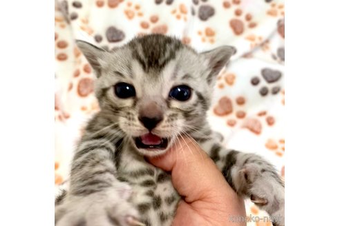 成約済の静岡県のベンガル-68706の23枚目