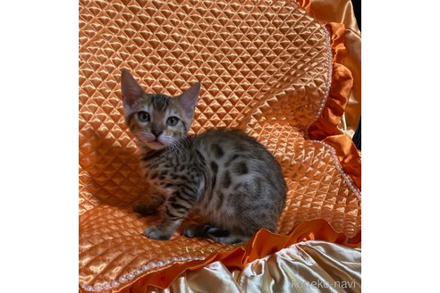 成約済の岡山県のベンガル-68030の6枚目