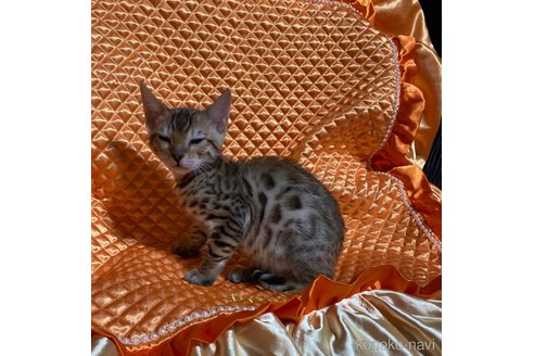 成約済の岡山県のベンガル-68030の4枚目