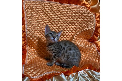 成約済の岡山県のベンガル-68030の5枚目