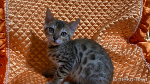 成約済の岡山県のベンガル-68030の3枚目