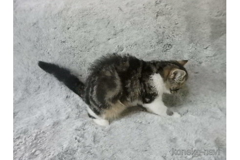 成約済の神奈川県のエキゾチックショートヘア-67917の18枚目