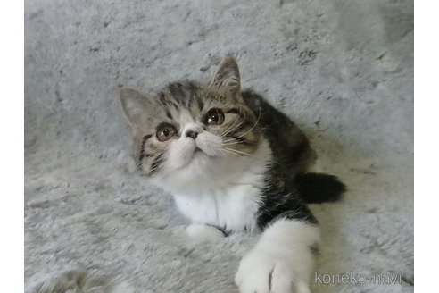 成約済の神奈川県のエキゾチックショートヘア-67917の15枚目