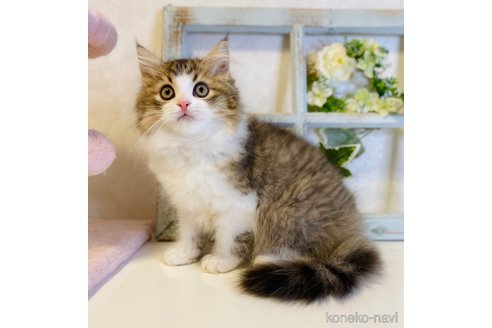 成約済の大阪府のラガマフィン-66910の3枚目