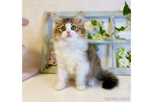 成約済の大阪府のラガマフィン-66910の4枚目