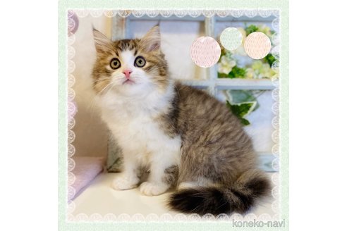 成約済の大阪府のラガマフィン-66910の1枚目