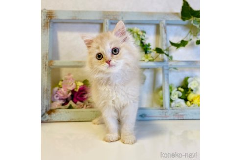 成約済の大阪府のスコティッシュストレート-67256の2枚目