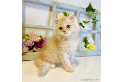 成約済の大阪府のスコティッシュストレート-67256の4枚目