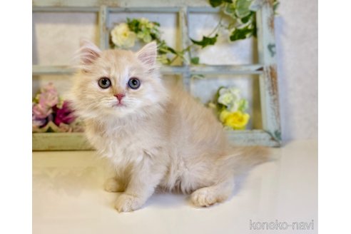 成約済の大阪府のスコティッシュストレート-67256の6枚目