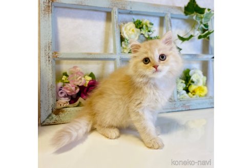 成約済の大阪府のスコティッシュストレート-67256の5枚目